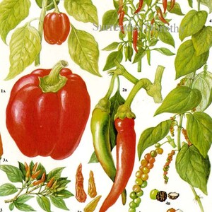 Pimentas, frutas e flores, gráfico de alimentos, vegetais, litografia botânica, ilustração para sua cozinha vintage 129