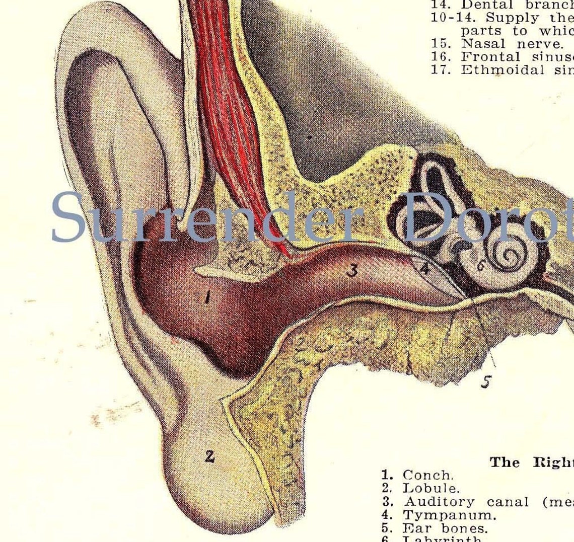 Human Ear Anatomy Chart Vintage 1920s Music to The Ears | Etsy