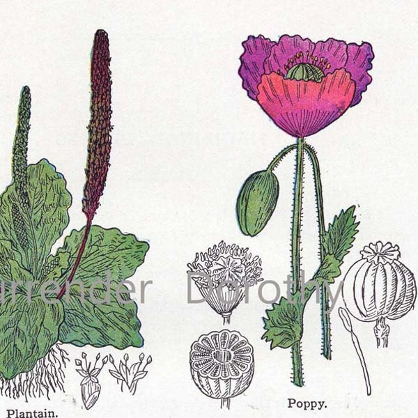 Opium Poppy Plantain Pennyroyal Hellebore 1907 Healing Medicinal Plants Botanical Print  Herbalist Chart Original Edwarian Art To Frame IX