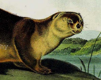 Canada Otter Audubon Vintage Wild Animal Natural History Lithograph Print To Frame