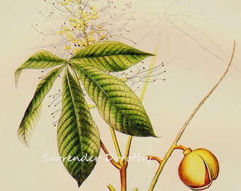 Bottle Brush Buckeye Chestnut Tree Prestele Vintage Poster Print Botanical Lithograph To Frame 31