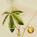 see more listings in the Antique Vintage Flowers Blooms Botanical Illustrations Prints  section