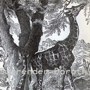 Giraffe Africa Victorian Era Vintage 1887 Black & White Natural History Wild Animal Engraving To Frame image 1