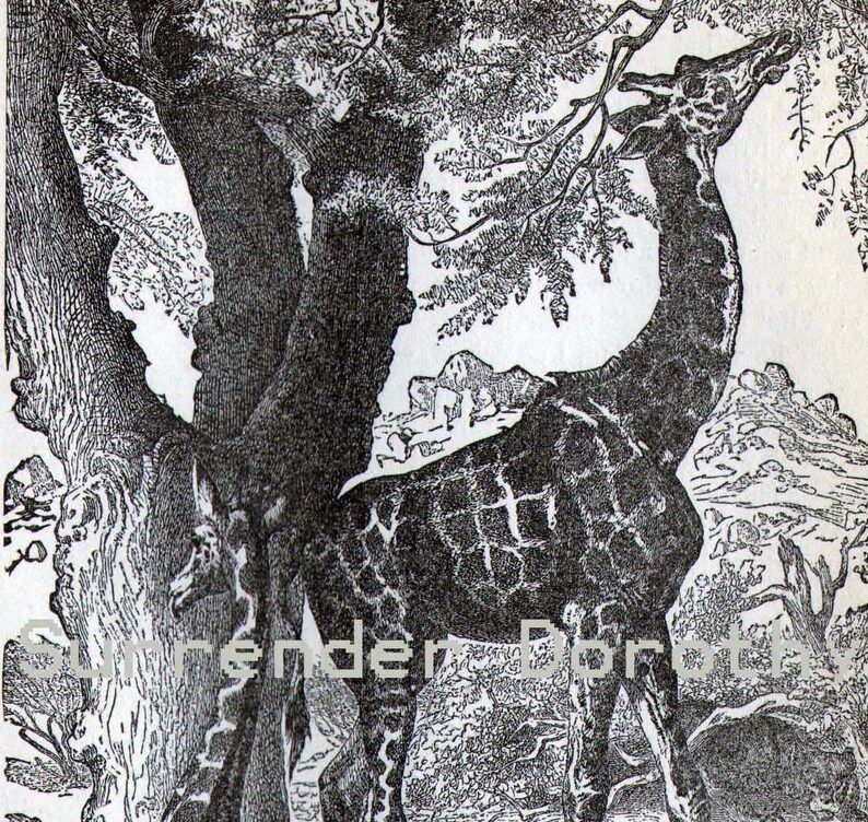 Giraffe Africa Victorian Era Vintage 1887 Black & White Natural History Wild Animal Engraving To Frame image 1