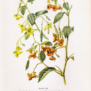 Touch Me Not Jewel Weed Flowers Vintage Botanical Lithograph 1950s Art Print To Frame 106 image 3