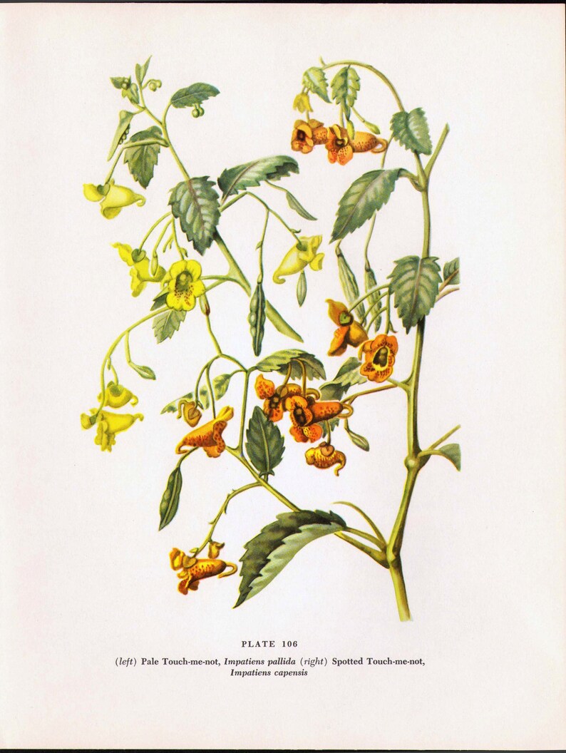 Touch Me Not Jewel Weed Flowers Vintage Botanical Lithograph 1950s Art Print To Frame 106 image 3