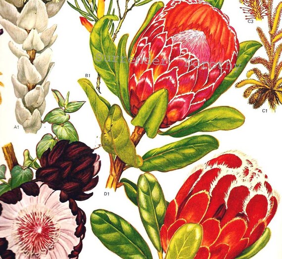 Proteaceae Flowering Plants South African Botanical ...