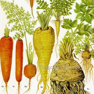 Gráfico de zanahoria, chirivía, apio, raíz de hortaliza, alimento, litografía botánica, ilustración para su cocina vintage 175