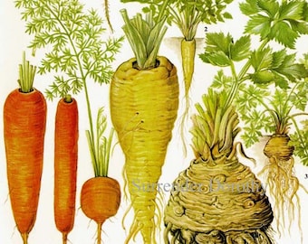 Carrot Parsnip Celeriac Chart Root Vegetable Food Botanical Lithograph Illustration For Your Vintage Kitchen 175