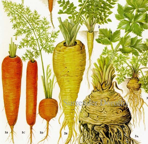 Root Vegetables Chart