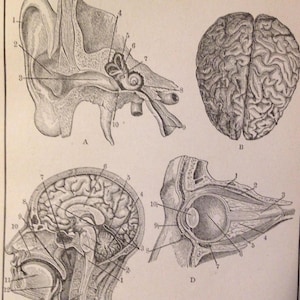 Menselijk brein Oog- en ooranatomie 1912 Vintage medische kaart tot lijst zwart wit