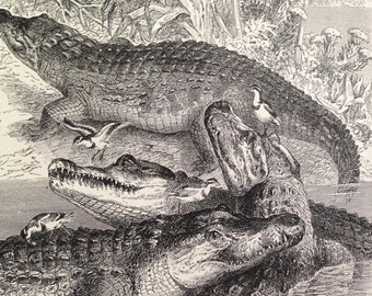 Crocodiles Of The Nile Vintage Victorian 1870s Original Black & White Natural History Engraving To Frame