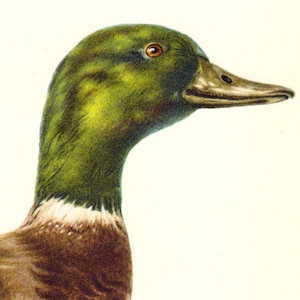 Male Mallard Duck Bird Ornithology Natural History Lithograph Print 1960s Illustration To Frame 96 image 1