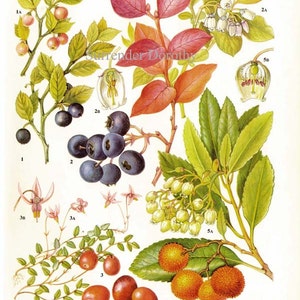 Fresh Berries Blueberry Bilberry Cranberry Arbutus Fruit Food Chart Vegetable Botanical Lithograph Illustration For Your Vintage Kitchen 83 image 2