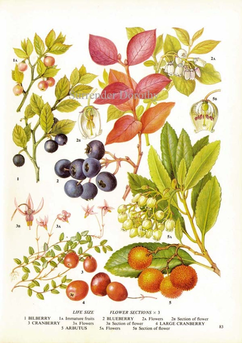 Fresh Berries Blueberry Bilberry Cranberry Arbutus Fruit Food Chart Vegetable Botanical Lithograph Illustration For Your Vintage Kitchen 83 image 2