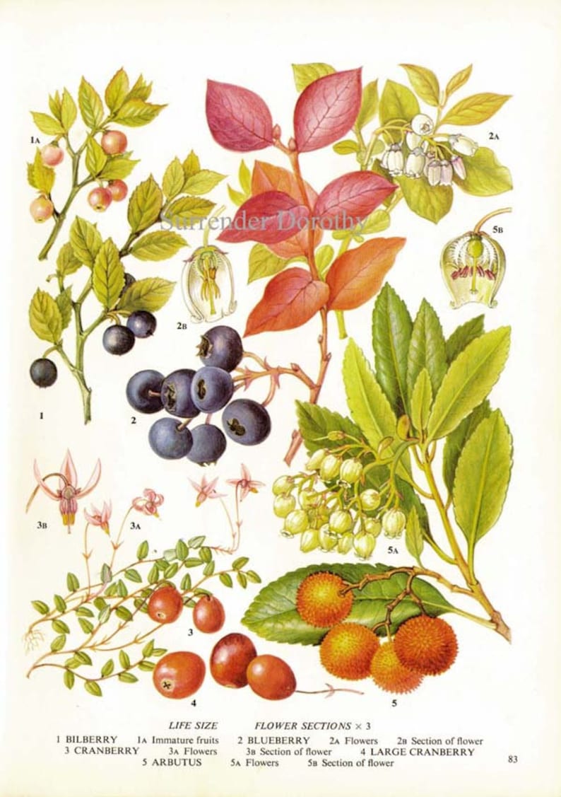 Fresh Berries Blueberry Bilberry Cranberry Arbutus Fruit Food Chart Vegetable Botanical Lithograph Illustration For Your Vintage Kitchen 83 image 2