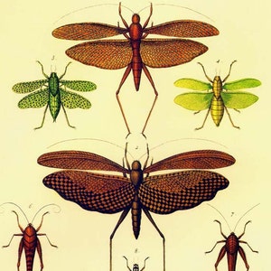 May include: An illustration of six different types of insects, including a green grasshopper, a yellow grasshopper, and four brown grasshoppers with long legs and wings.