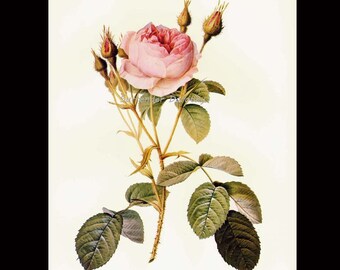 Pink Moss Rose Redoute Alba Rosa Vintage Flower Botanical
