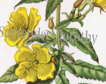 Yellow Sundrop Flowers Vintage Summer Botanical Lithograph 1950s Cottage Garden Print To Frame 121