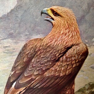 Steinadler Aquila chrysaetos Ornithologie Naturkunde Vogel Lithographie Druck 1910er Jahre Deutschland IllustrationTo Frame