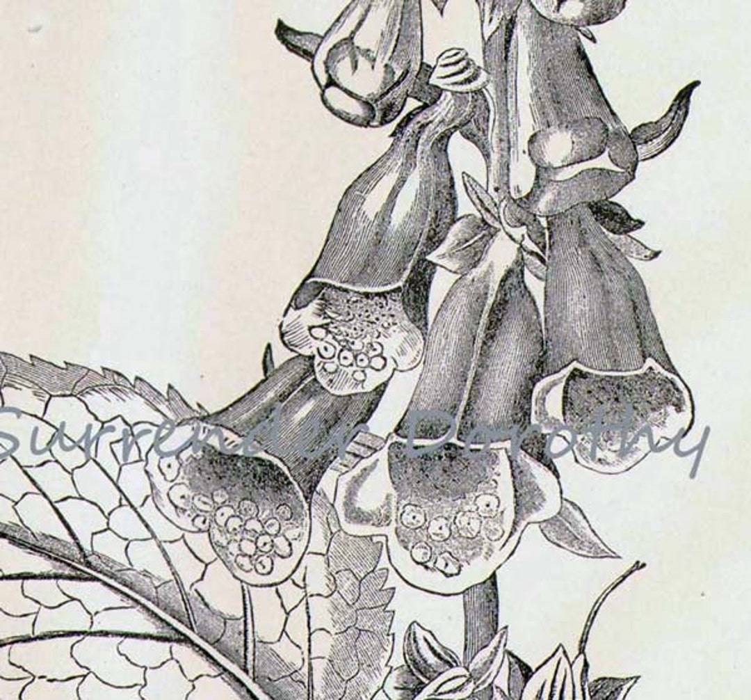 Lilium Montanum & Digitalis flower リトグラフ il_1080xN.872531559_d5y2.jpg