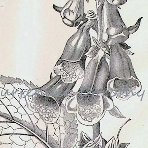 Vingerhoedskruid bloemen Plant Digitalis Purpurea 1892 Victoriaanse antieke geneeskrachtige botanische grafiek naar frame zwart / wit