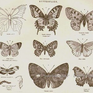 Butterflies XXVII 1892 Victorian Entomology Antique Chart of Insects ...