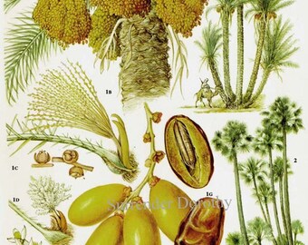 Date & Palmyra Palm Tropical Fruit Flower Chart Sweet Foods Botanical Lithograph Illustration For Your Vintage Kitchen 107