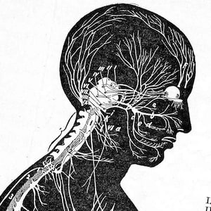 Zenuwstelsel Menselijke Anatomie Profielweergave Medische Grafiek Voor Framing jaren 1920 Zwart -Wit