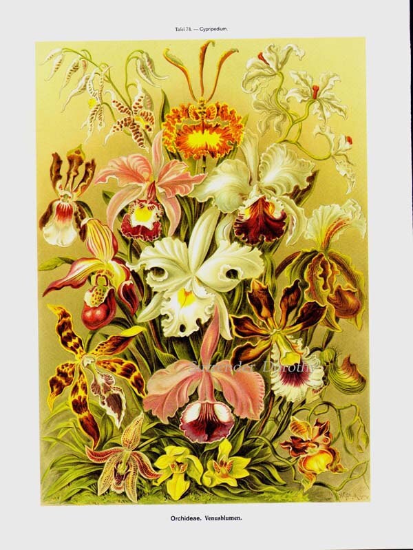 Affiche Scolaire - Vintage - Luxe - Méduse - Posterhanger With Poster Ernst Haeckel Old Master Black Lattes 40x60