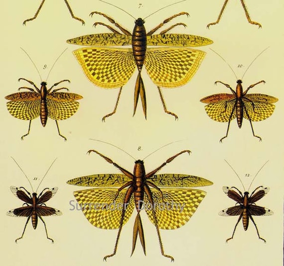 Katydid Scientific Drawing