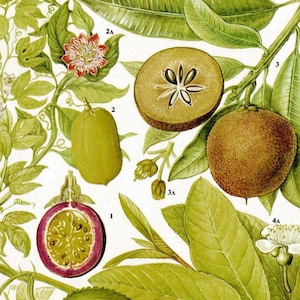 Maracuyá Guayaba Sapodilla Grandilla Tabla de frutas tropicales Alimentos Litografía botánica Ilustración para su cocina vintage 99