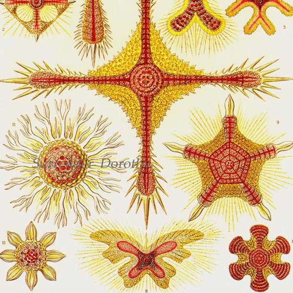 Heliodiscus Formations Haeckel Microbiology Print Natural History Oceanography Victorian Scientific Lithograph To Frame