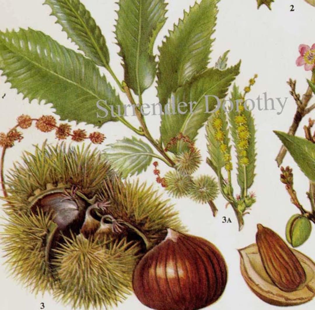 Wild Hazel Nut Filbert Almond Chestnut Chart Food Botanical
