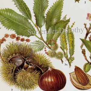 Wilde Hazelnoot Filbert Amandel Kastanje Grafiek Eten Botanische Lithografie Illustratie Voor Uw Vintage Keuken 27