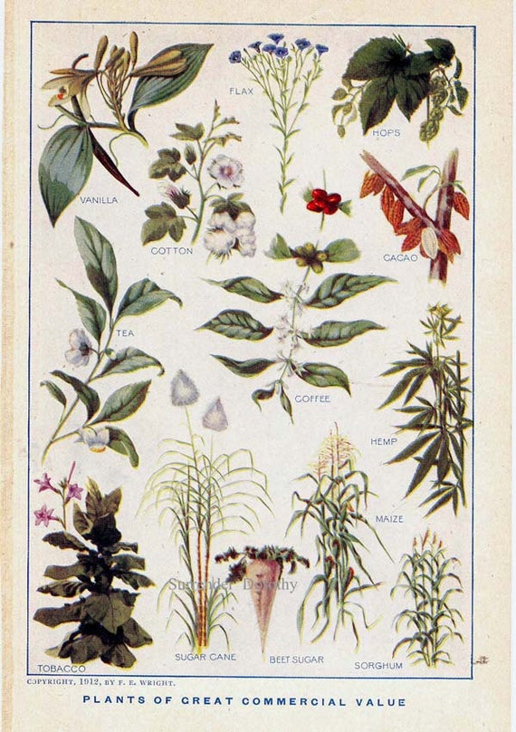 Terrestrial Plants Chart