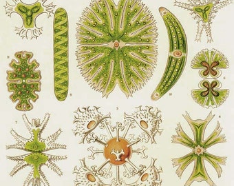 Stramurastrum & Cristatella Marine Algae Haeckel Vintage Print Natural History Marine Biology Victorian Scientific Lithograph To Frame