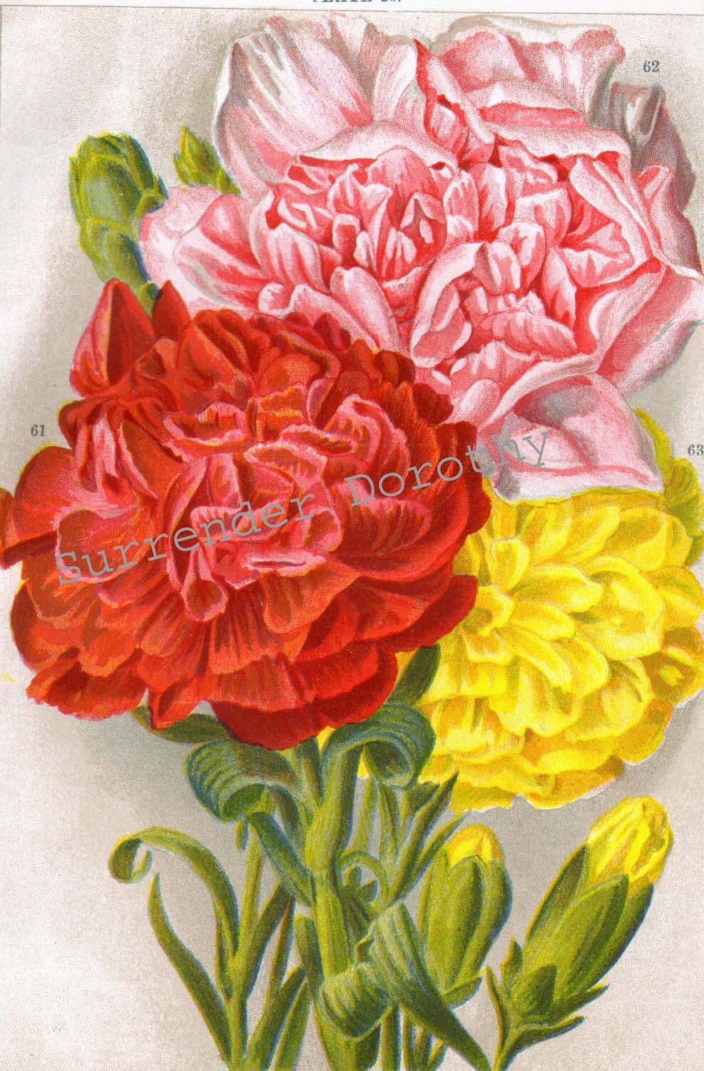 Carnation Flowers Red Yellow Pink 1922 Jazz Age Botanical