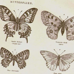 Butterflies XXVII 1892 Victorian Entomology Antique Chart Of Insects