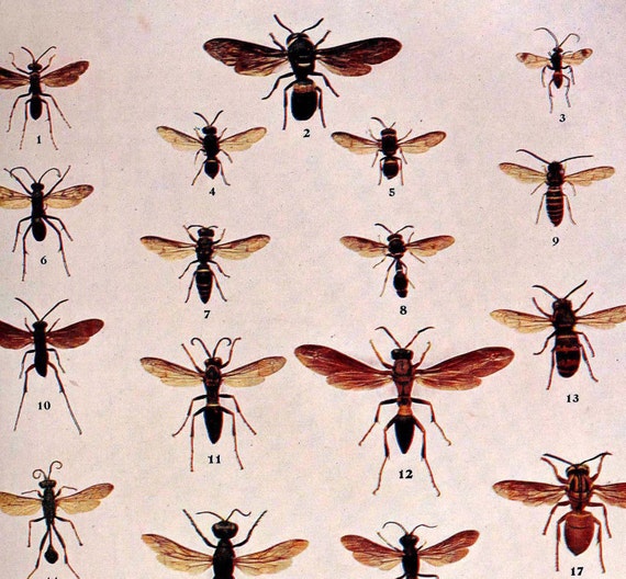Wasp Chart