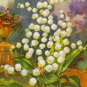 Lily Of The Valley Flowers 1920s Country Cottage Garden Vintage Botanical Lithograph Print To Frame image 1