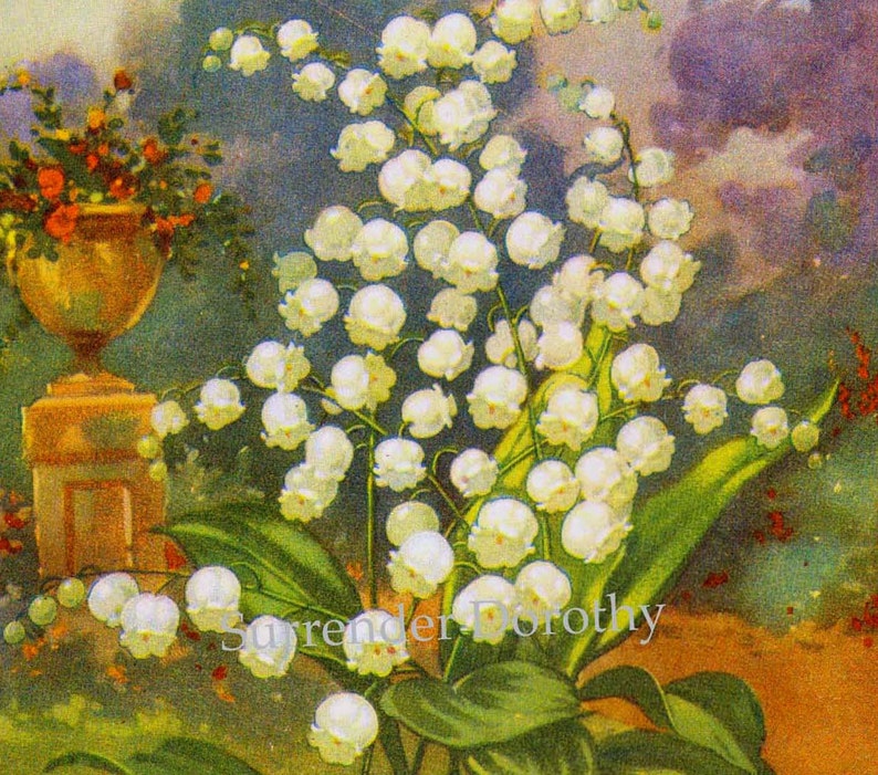 Lily Of The Valley Flowers 1920s Country Cottage Garden Vintage Botanical Lithograph Print To Frame image 1