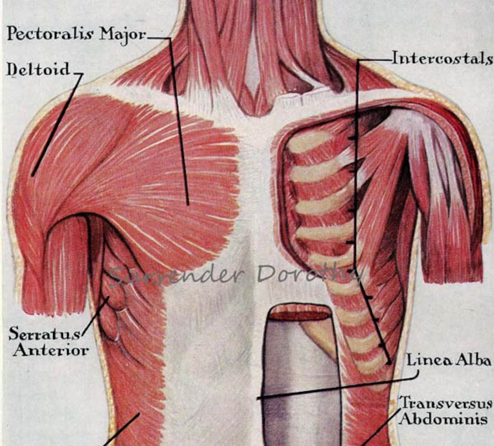 Trunk muscles