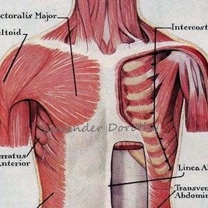 May include: A vintage anatomical illustration of the human torso, showing the muscles of the chest, shoulders, and abdomen. The illustration is labeled with the names of the muscles, including "Pectoralis Major", "Deltoid", "Intercostals", "Serratus Anterior", "Linea Alba", and "Transversus Abdominis".
