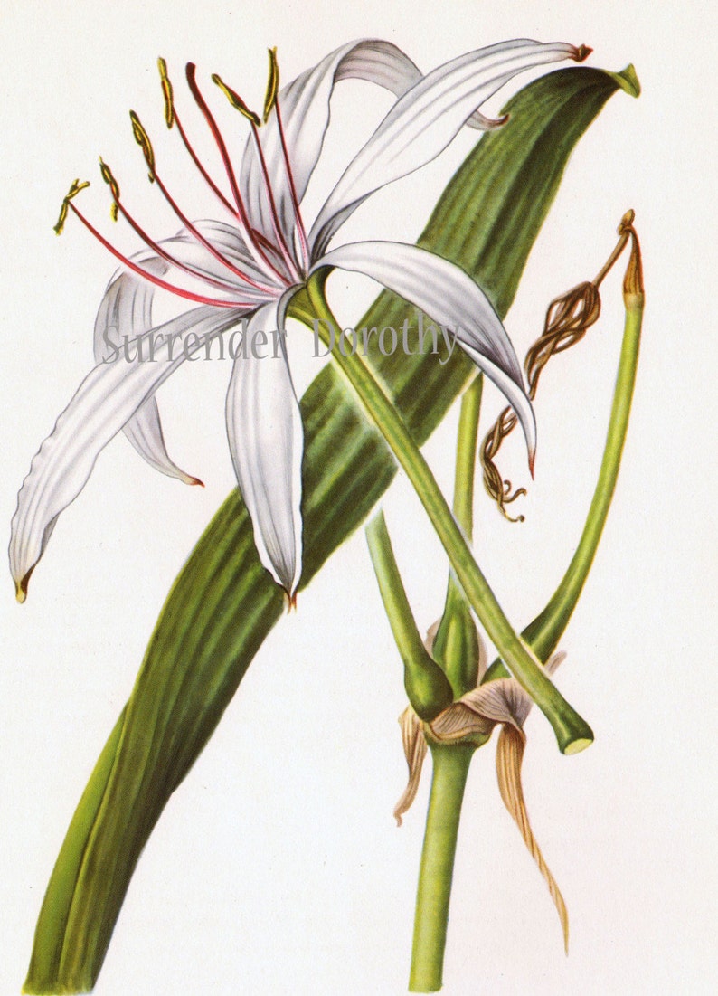 White Crinum Lily Flower Vintage Botanical Print 1950s Wildflower To Frame 30 image 2