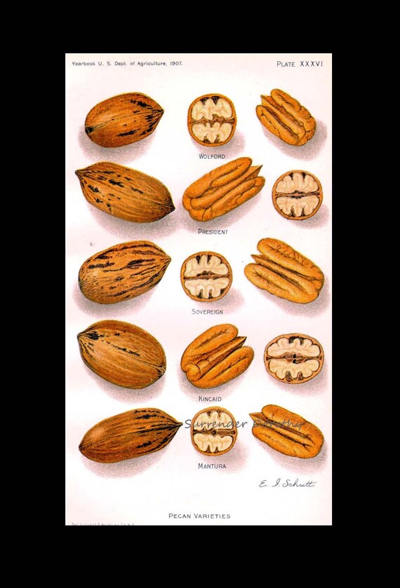 Usda Walnut Color Chart