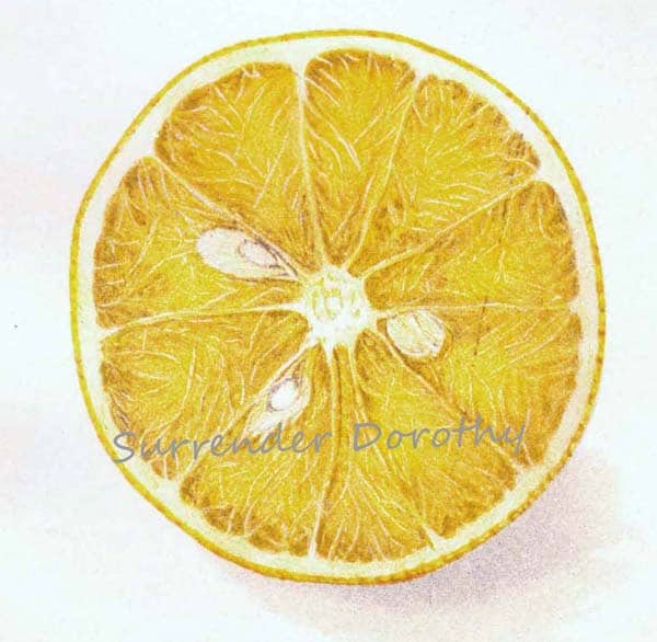 Savage Orange Citrus Citronage 1906 Usda Botanical Lithograph Department Of Agriculture Print To Frame