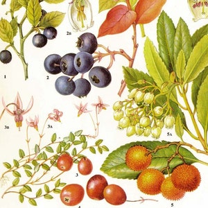 Fresh Berries Blueberry Bilberry Cranberry Arbutus Fruit Food Chart Vegetable Botanical Lithograph Illustration For Your Vintage Kitchen 83 image 1