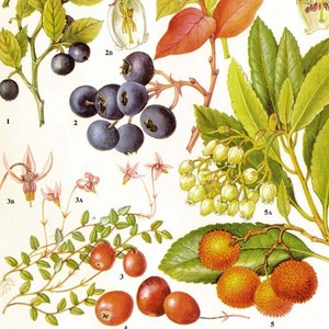 Bagas frescas Mirtilo Mirtilo Cranberry Arbutus Frutas Alimentos Gráfico Vegetal Botânico Litografia Ilustração Para Sua Cozinha Vintage 83