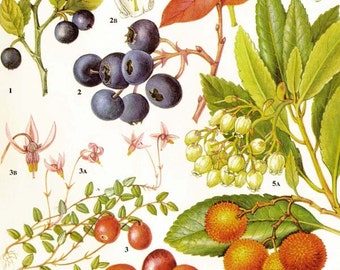 Fresh Berries Blueberry Bilberry Cranberry Arbutus Fruit Food Chart Vegetable Botanical Lithograph Illustration For Your Vintage Kitchen 83